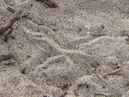 beetle_tracks_detail