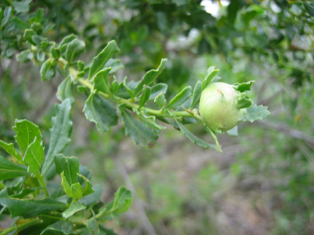 coyote_brush_gall