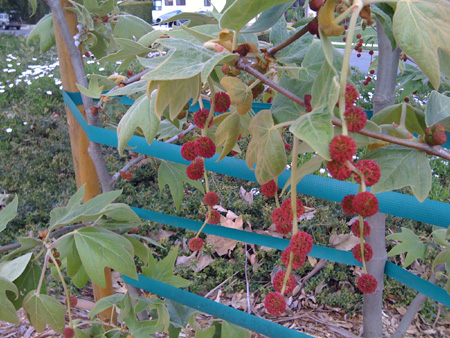 sycamore_fruit