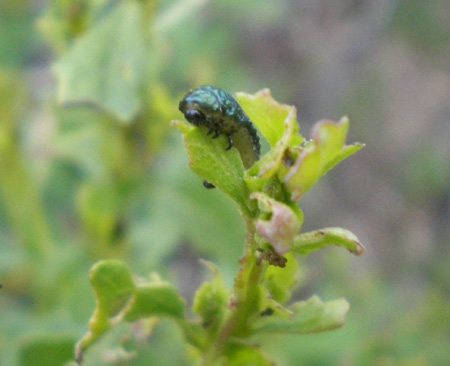 green_larva_head