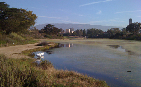 ucsb_swans